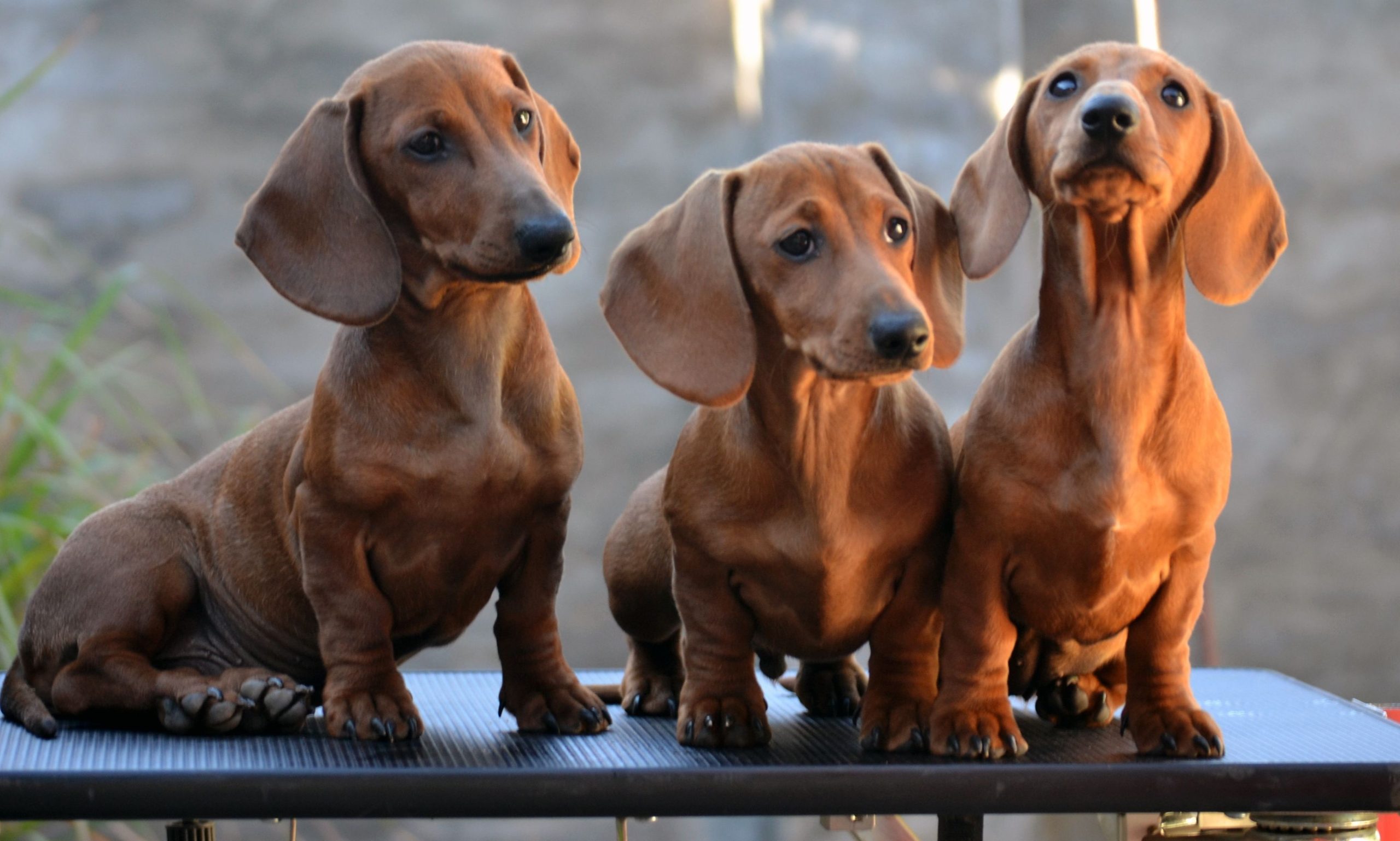 dachshunds are looking