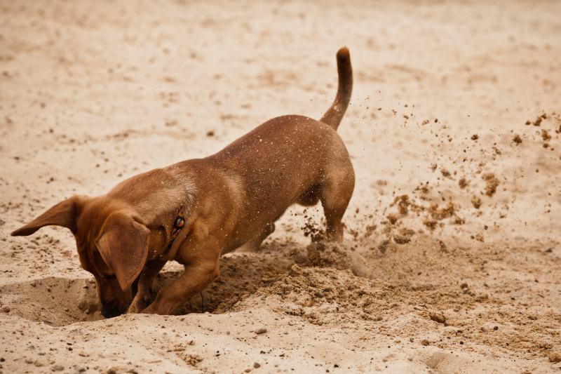 Dachshund is digging.