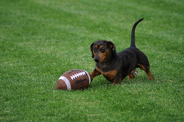 dachshund playing football