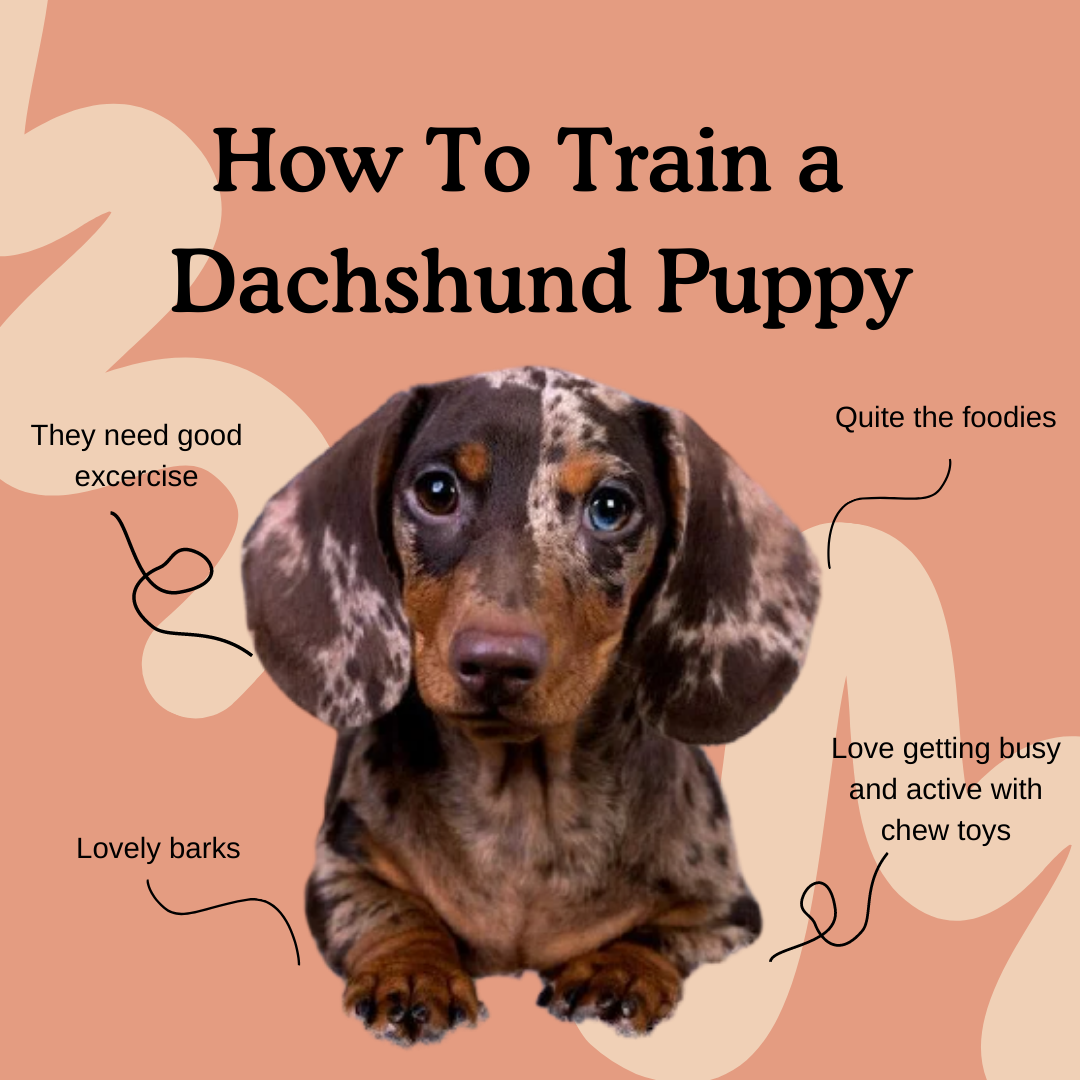 dachshund is looking