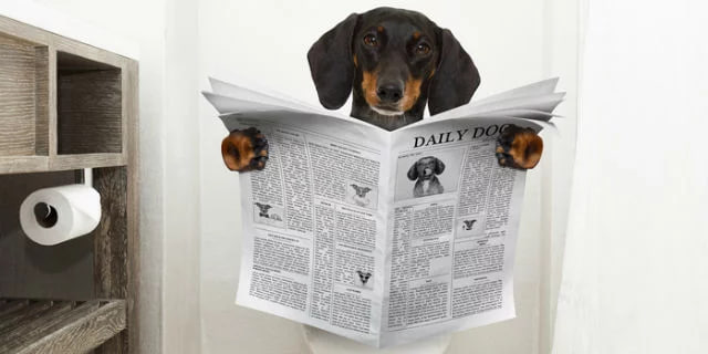 "The dachshund is reading the newspaper."