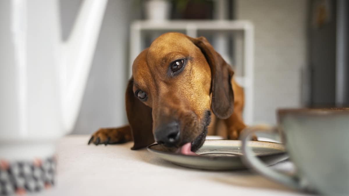 dachshund is eating