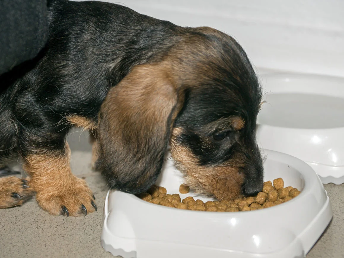 dachshund is eatting