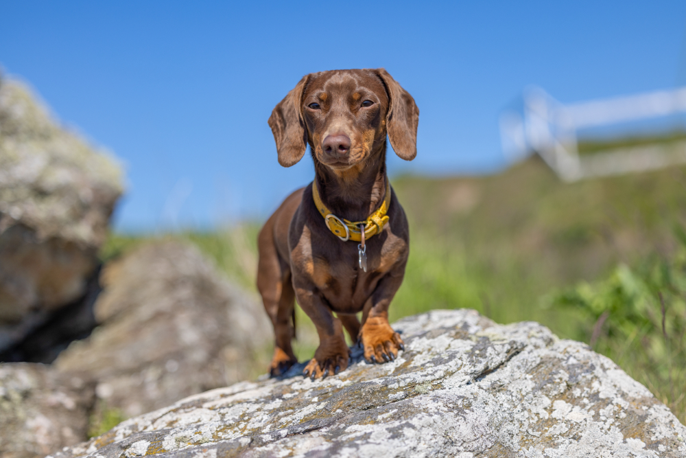 dachshund is looking