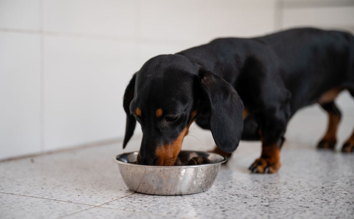 dachshund is eating