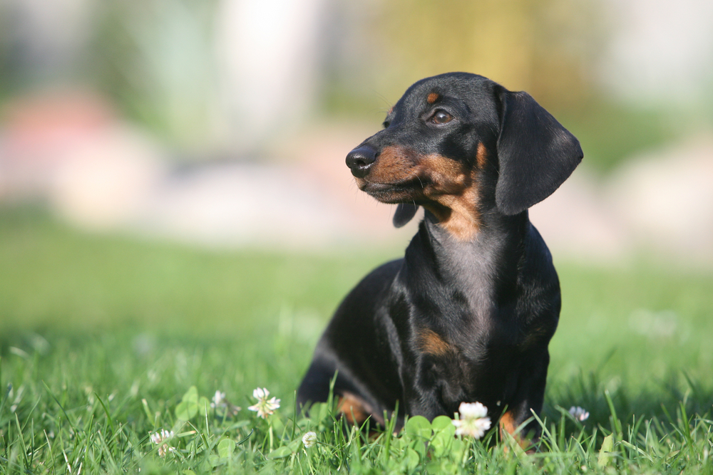 "The dachshund is sitting on the grass."