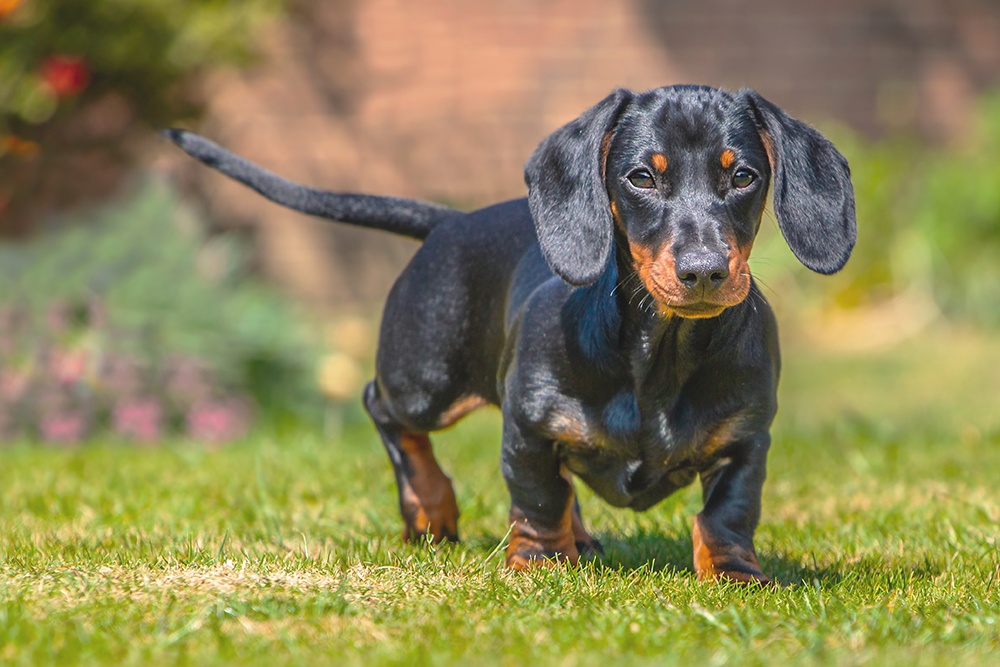 dachshund is looking