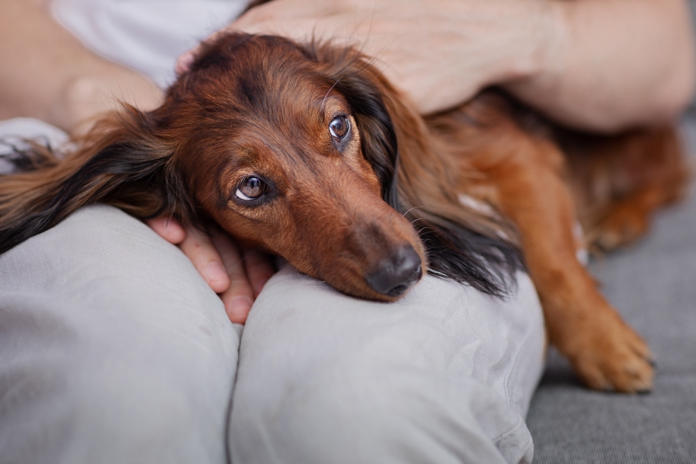 "The dachshund is being petted."