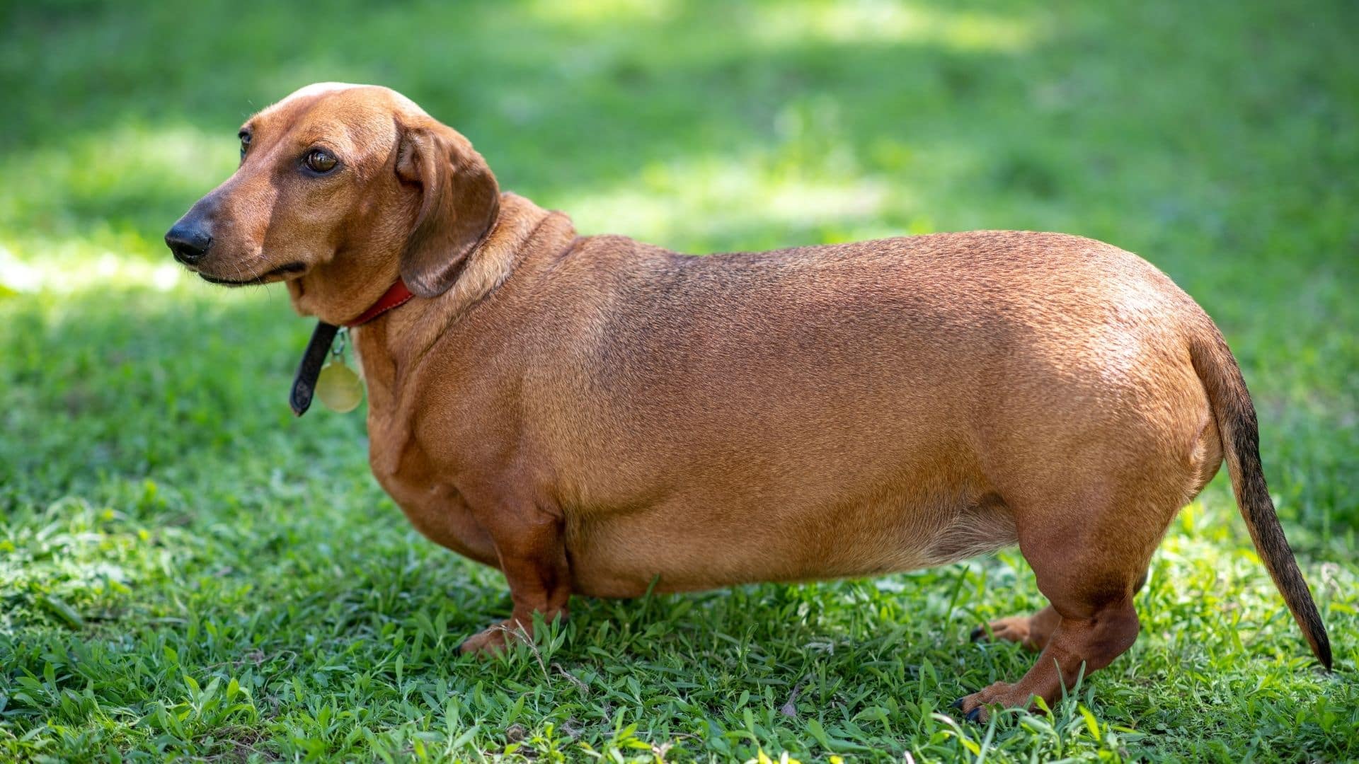 "The dachshund is standing on the grass."