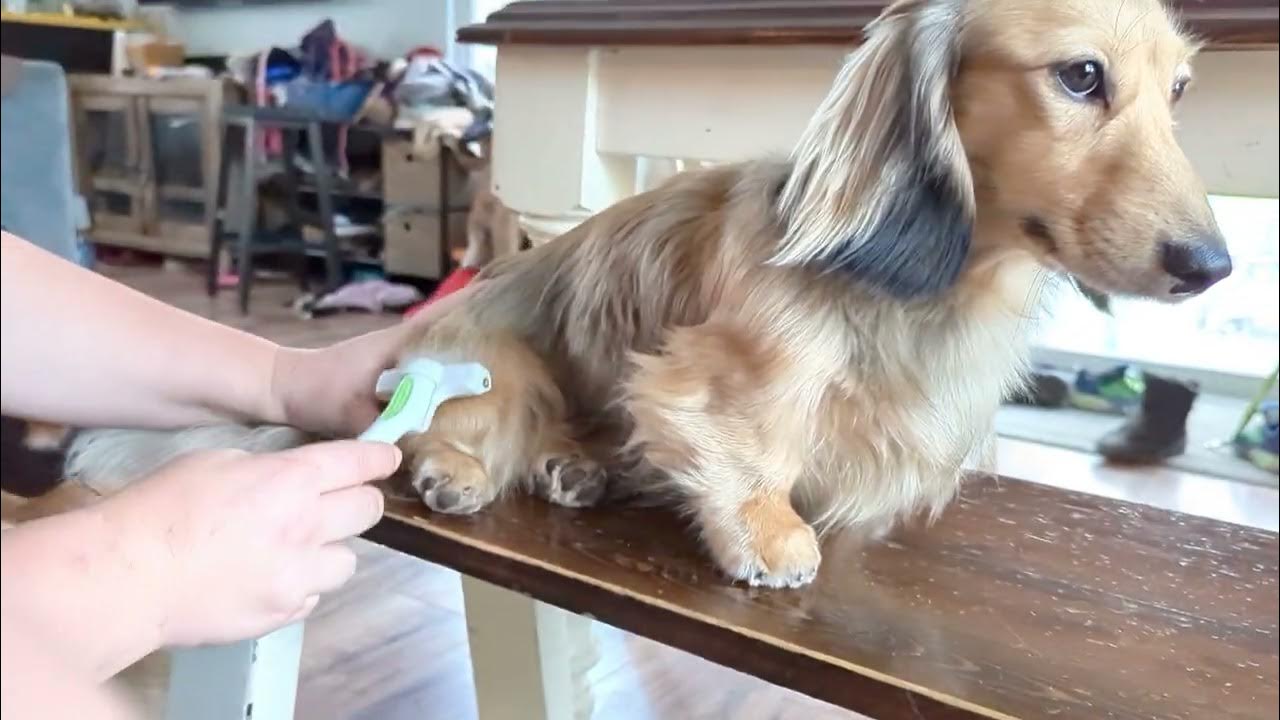 "The dachshund is being groomed."