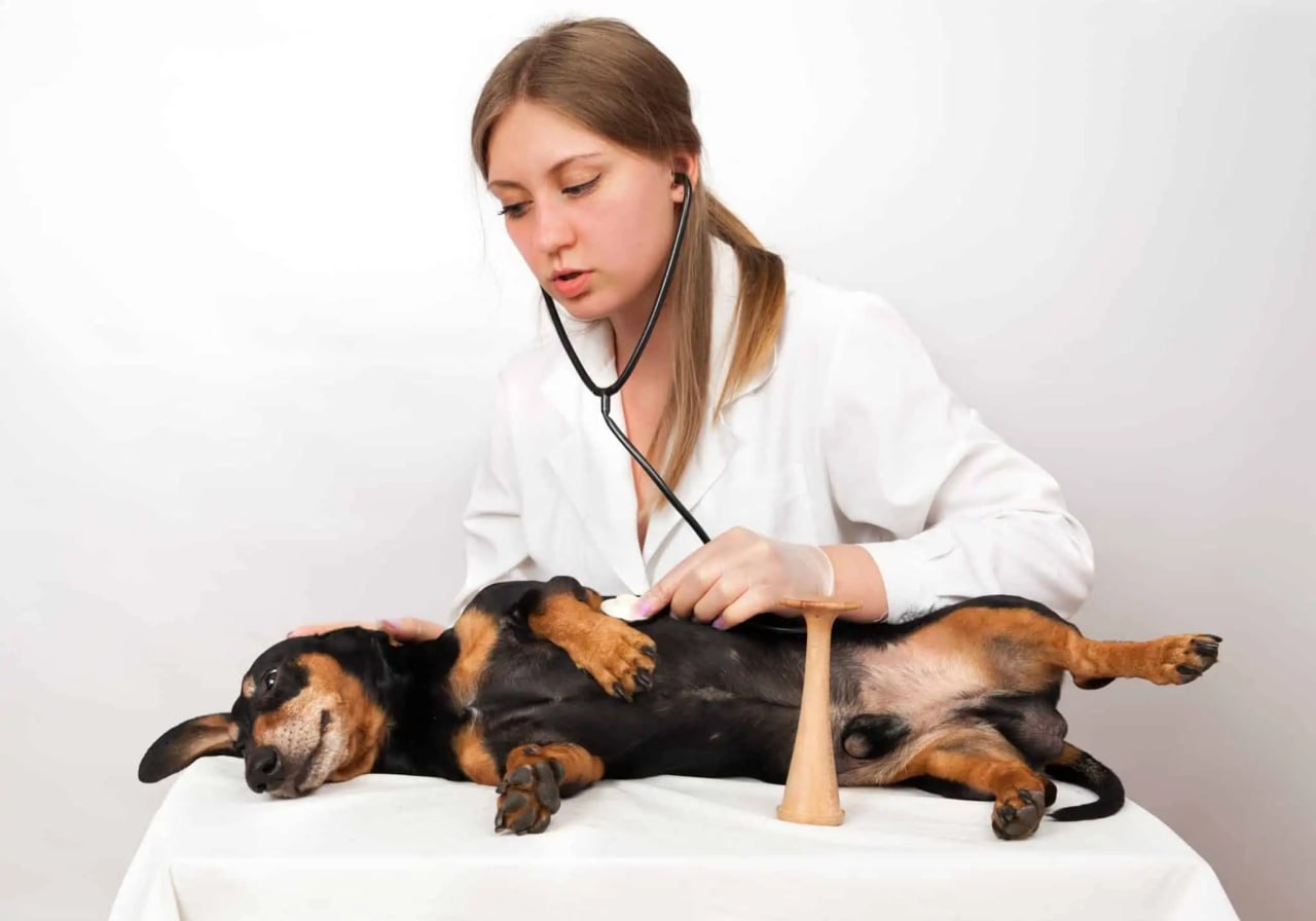 The dachshund is being examined for health.