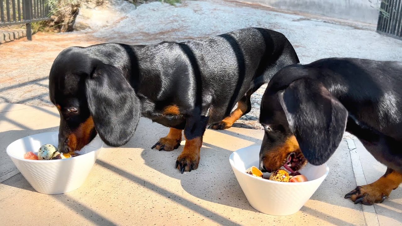 The dachshunds are eating.