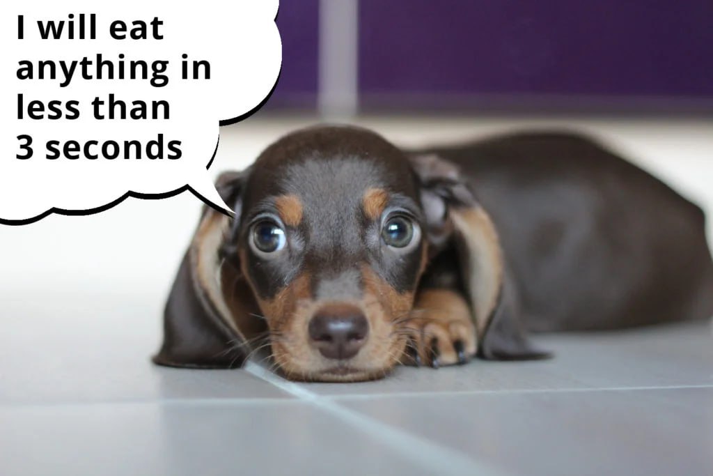 dachshund is lying