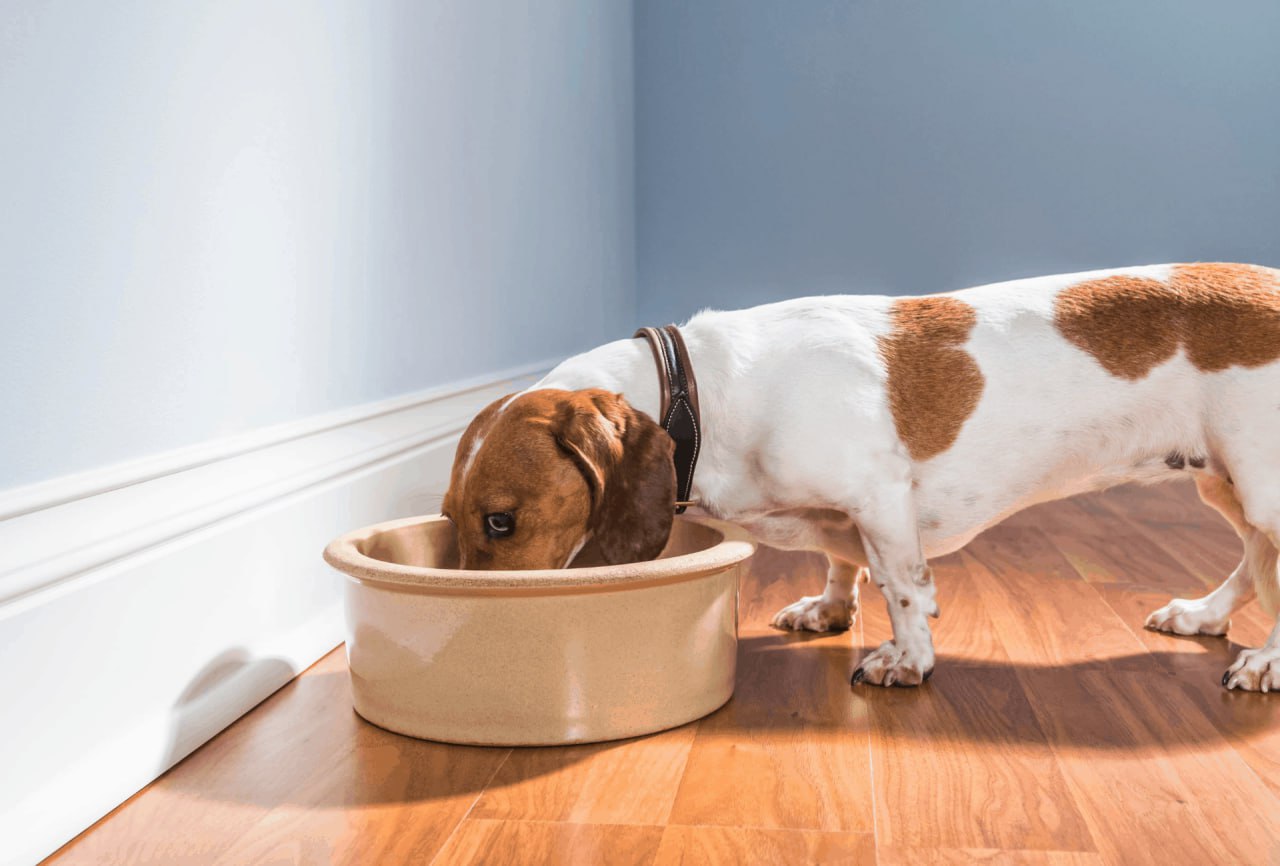 dachshund is eating