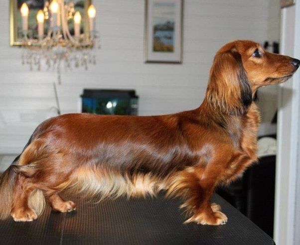 dachshund is standing