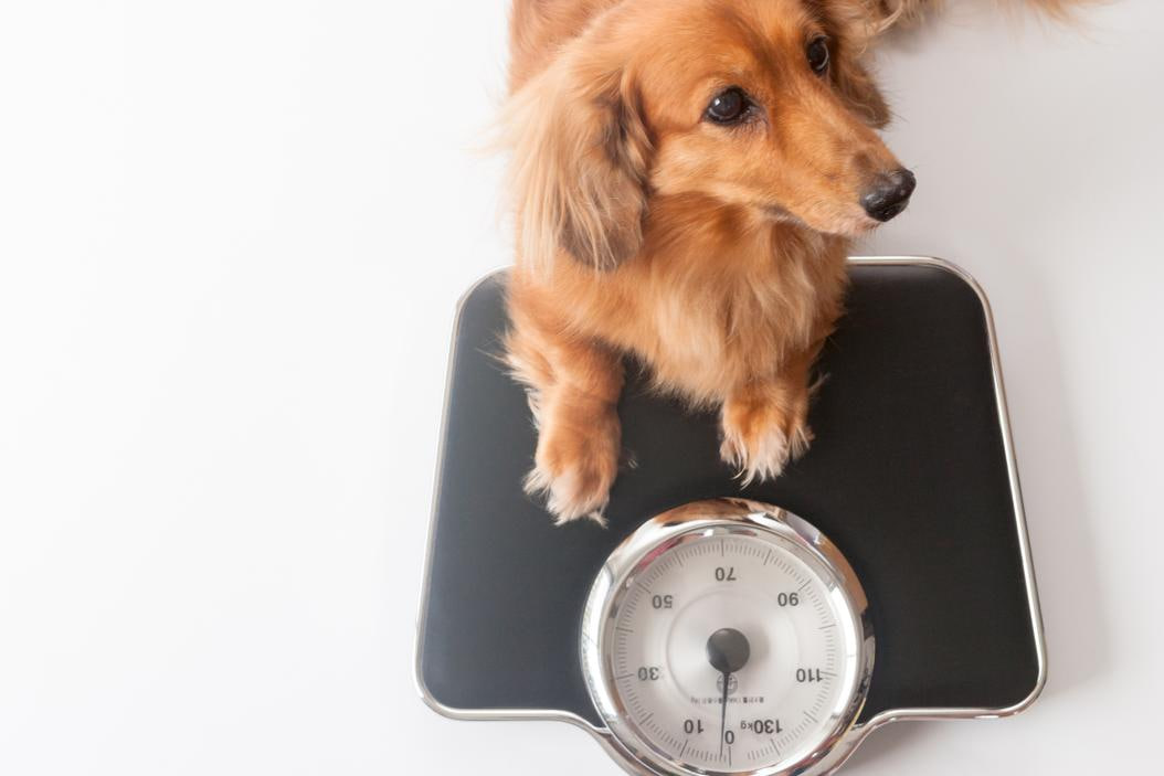 "The dachshund is standing on a scale."