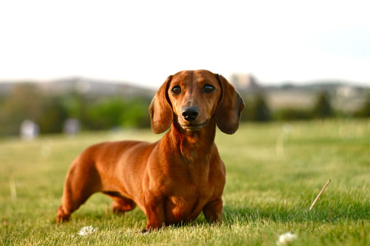 "The dachshund is standing on the grass."