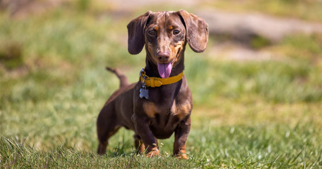 dachshund is looking