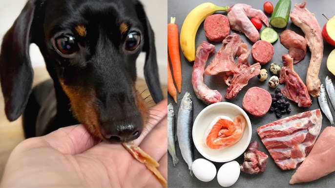 dachshund with food