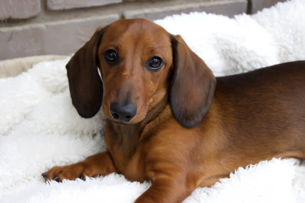 dachshund is looking