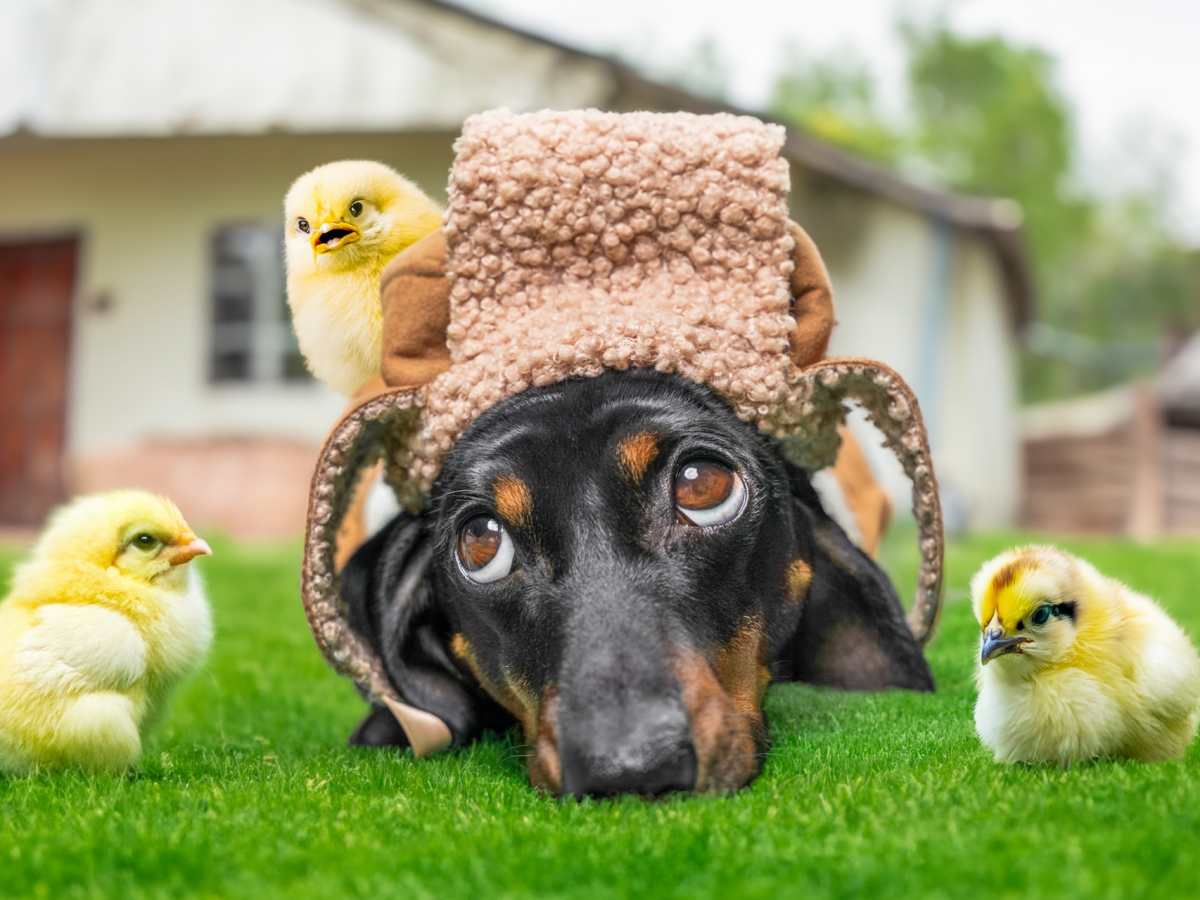 "The dachshund is lying on the grass."