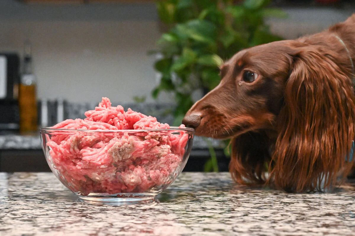 "The dachshund is looking at a piece of meat."