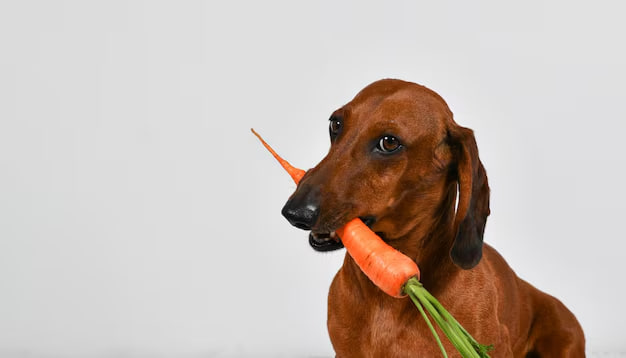 "The dachshund is holding a carrot in its mouth."