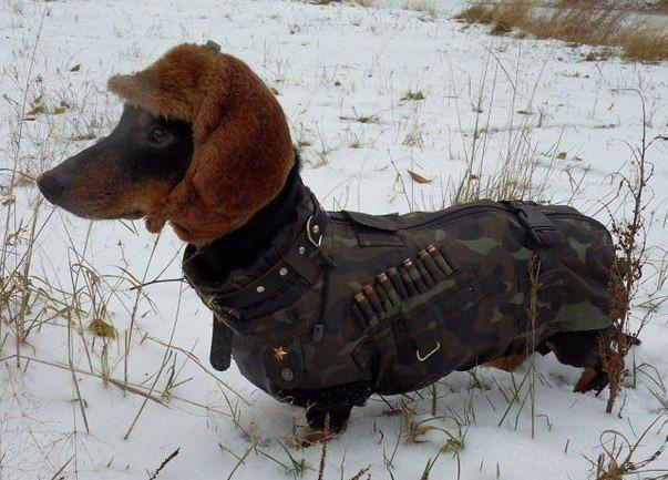 dachshund is looking