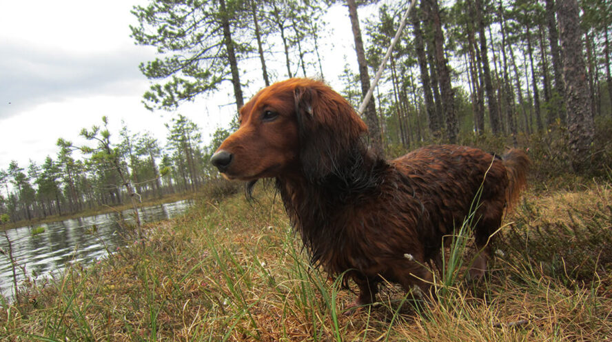 dachshund is looking