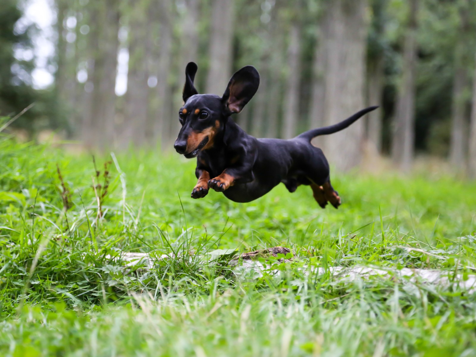 The dachshund is hunting