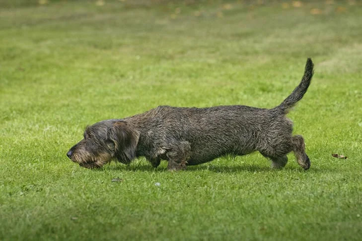 The dachshund is hunting