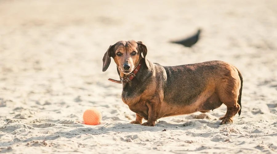 dachshund is looking