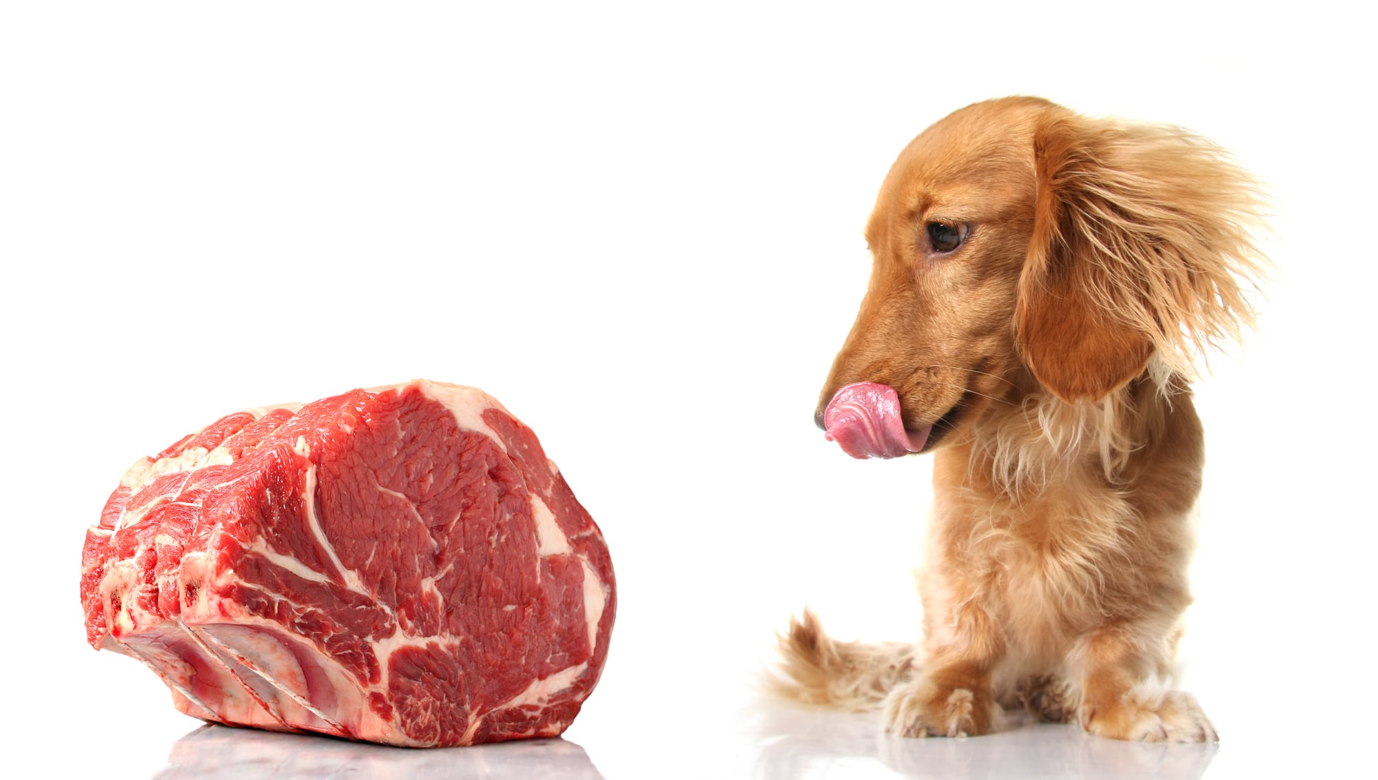 "The dachshund is looking at a piece of meat."