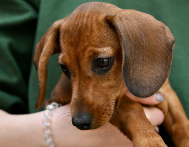 "The dachshund is being petted."