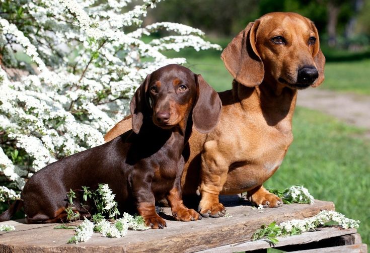 dachshunds are looking