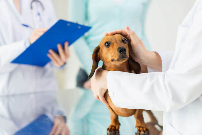 "The dachshund is being monitored for its health."