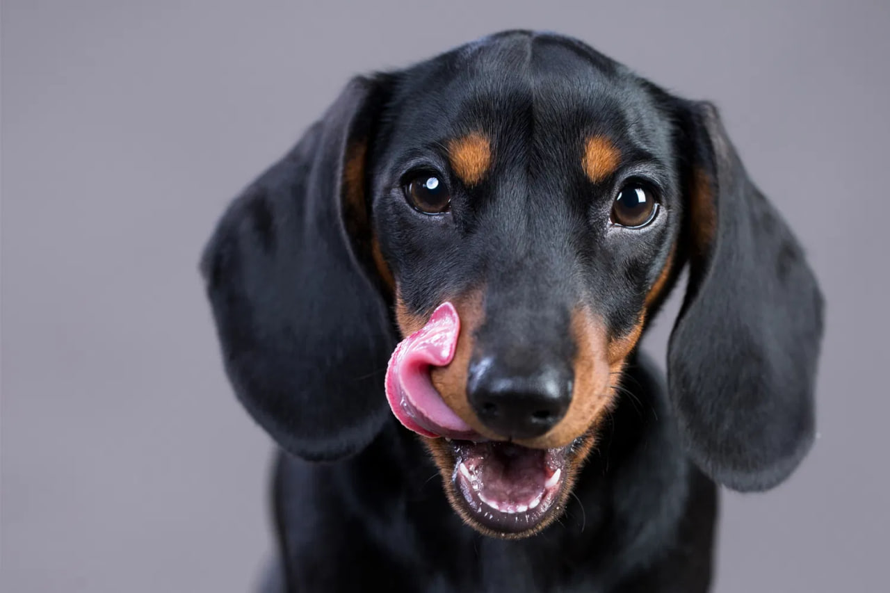  Dachshunds Lick So Much