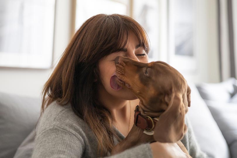  Dachshunds Lick So Much to your face