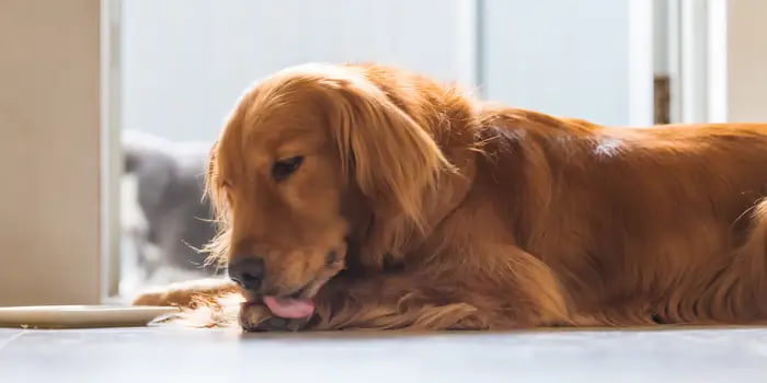 The Dachshund is licking its fur.