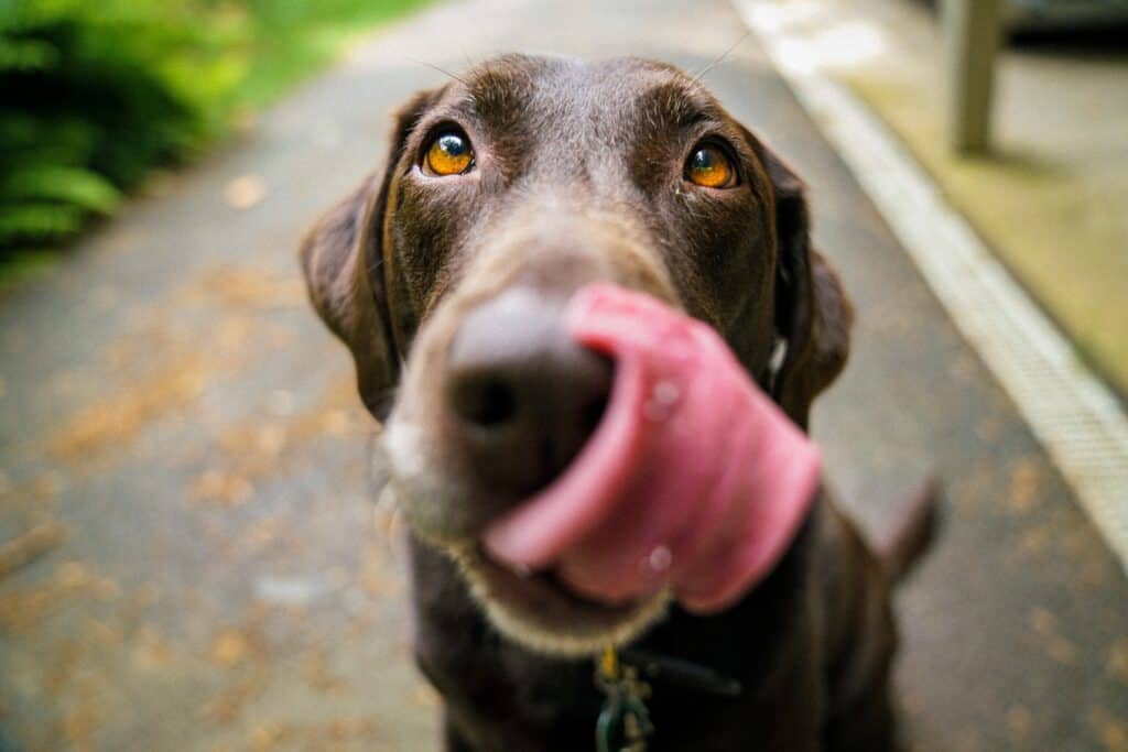 The Dachshund is licking its fur.