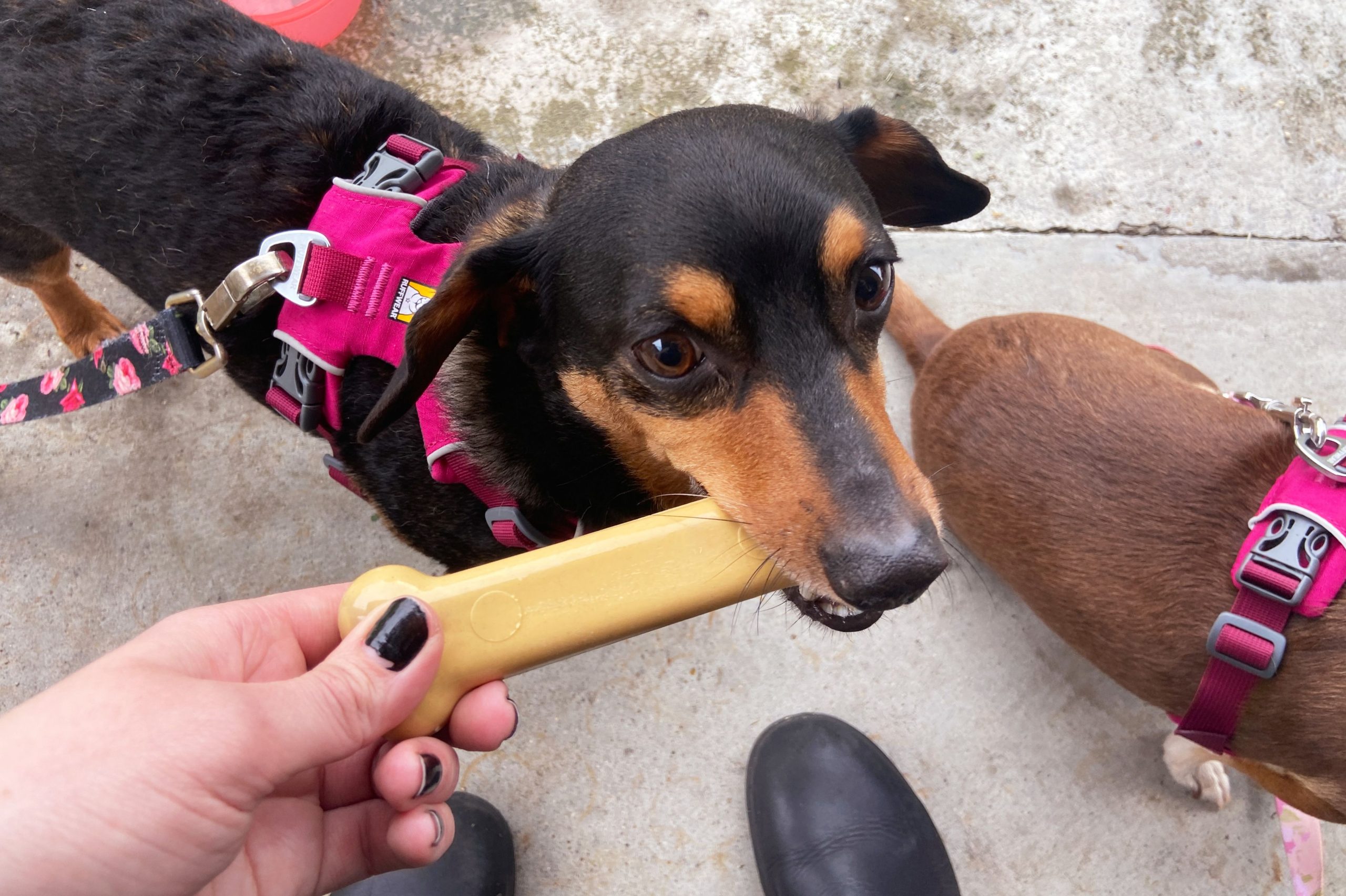 "The Dachshund is chewing on a toy."