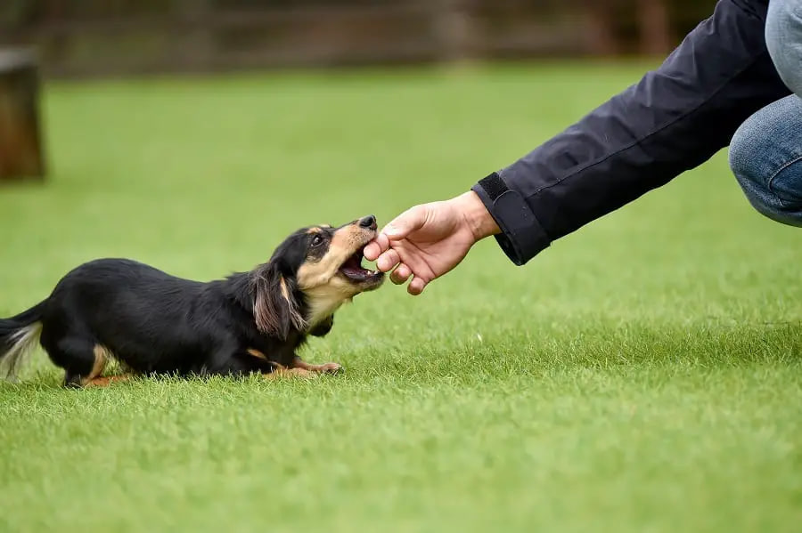 The dachshund is playing on the lawn.