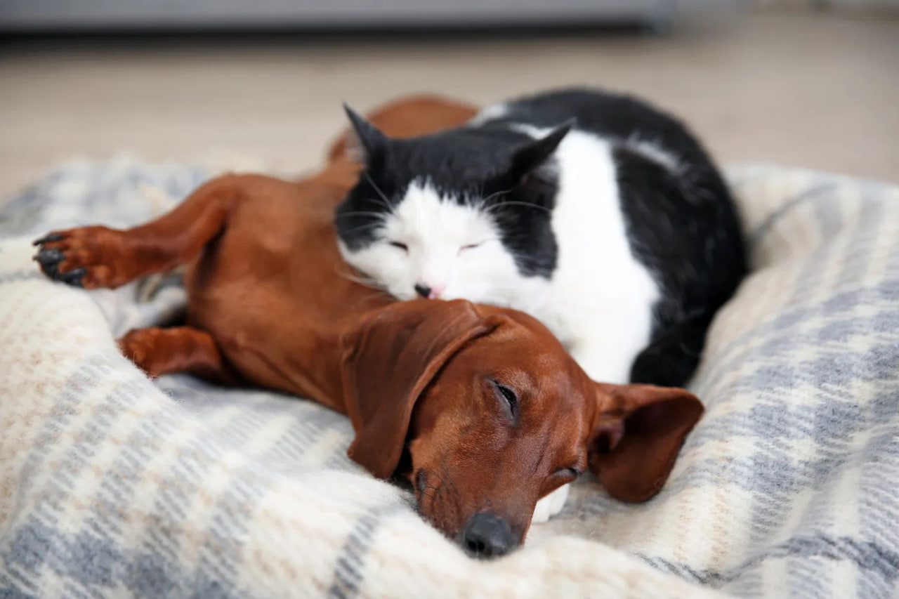 dachshund and cat are lying