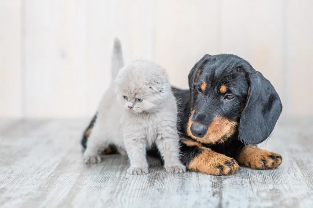 dachshund and cat are lying