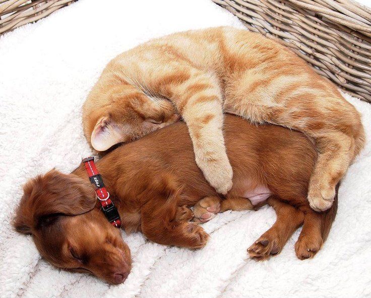 dachshund and cat are lying