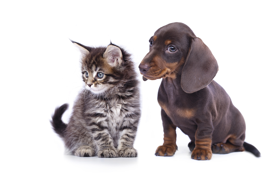 dachshund and cat are looking