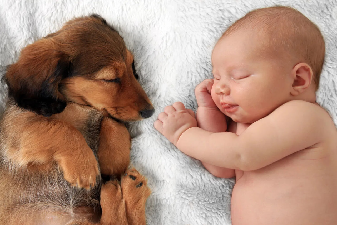 dachshund and kid are lying