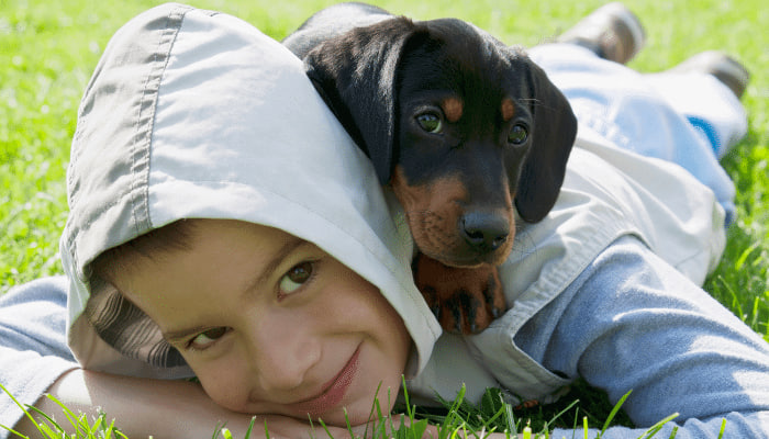 "The dachshund is lying on the boy's back."