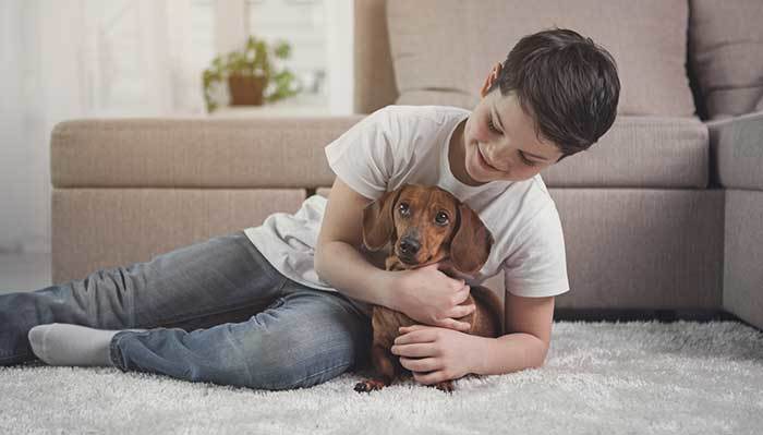 "The dachshund is lying on the child's back."