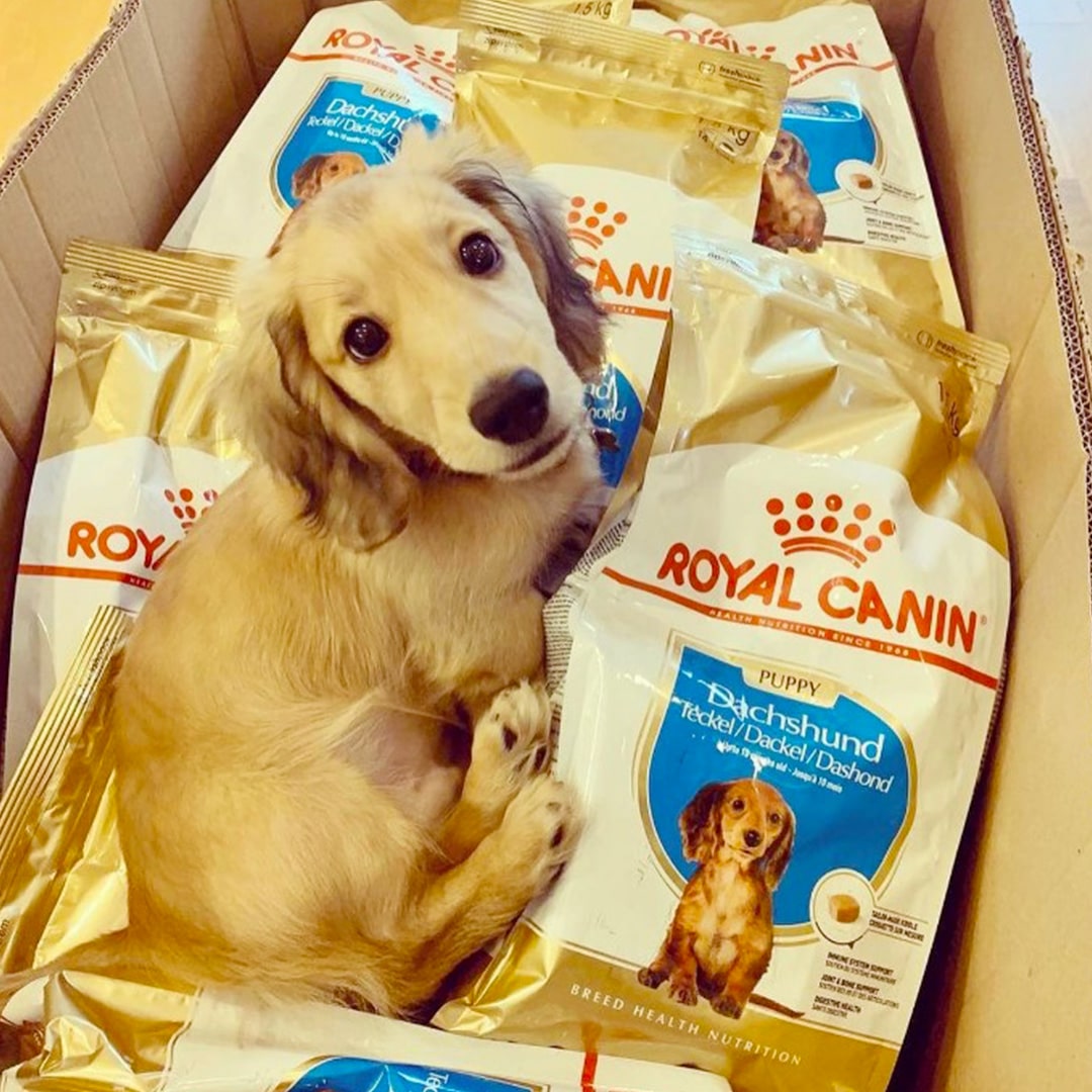 Royal Canin Dachshund Puppy